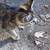Free barn cats and kittens 5 thumbnail