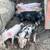 Small Feeder Pigs 1 thumbnail