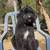 Rehoming Bernedoodles 3 thumbnail