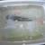 Imported Butterfly Koi Asagi 2 thumbnail