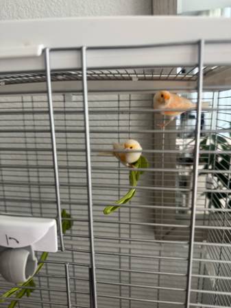 Pair of red factor canaries (McKinney)63937540040451124