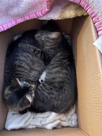 Bonded pair64579666057219122