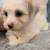 Yorkie/ Toy Poodle Puppies Rehome/ Adoption 2 thumbnail