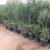 Queen palms ----- Syagrus romanzoffiana 5 thumbnail