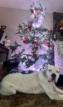 Dogo argentino dog63842372749185120