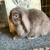 Holland lop baby bunnies 5 thumbnail