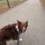 $16/half hr dog walks 15 thumbnail