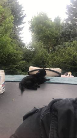 Black Cat Missing (75th and Garland)64288460545153121