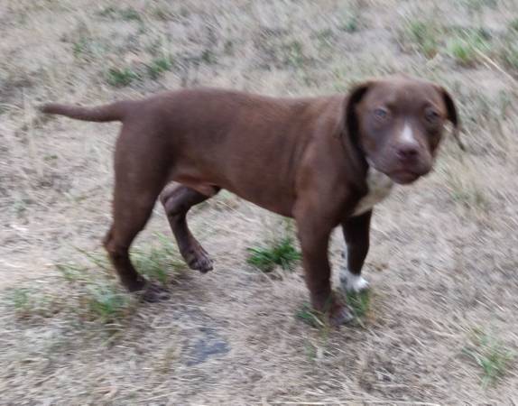 Charlie Brown (Vancouver)63842372198147120