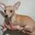 Chihuahua male de 5 meses 2 thumbnail