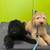 Professional Dog Training & Boarding Services Available for barter 9 thumbnail
