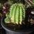 5 gal Large Easter Lilly Cactus 10 thumbnail