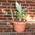 Choice of 9 Agave Americana - Century Plant 9 thumbnail
