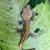 **CRESTED GECKOS** 6 thumbnail