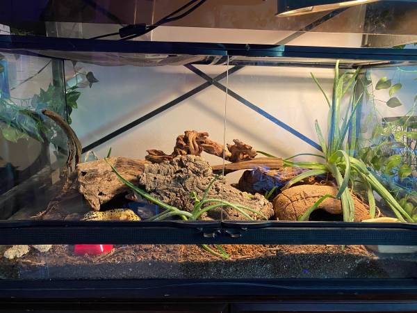 Rehoming Leopard Gecko everything included (Tigard)63916332958851120