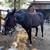 Black Mare 1 thumbnail