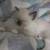kitten 1 thumbnail