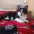 Affectionate female kittens 5month old for adoption 1 thumbnail