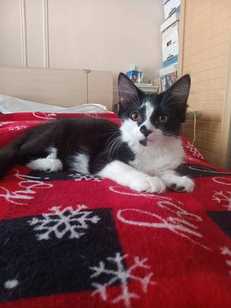 Affectionate female kittens 5month old for adoption (Brooklyn)63690190160385120