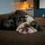 Rehoming Merle English Bulldog 2 thumbnail