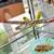 4 Young Parakeets w/ Ultra Nice, Large Flight Cage 9 thumbnail
