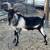 Male goat 2 thumbnail