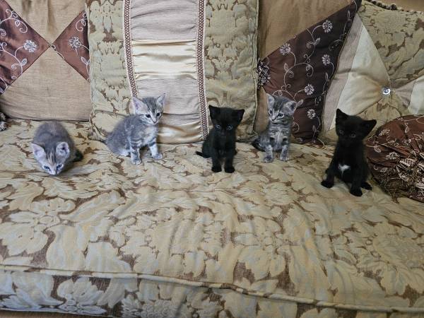 Cachorros de gato lindos y amigables $50 (Missouri city)63859317554305123
