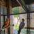 Nanday conure 2 thumbnail