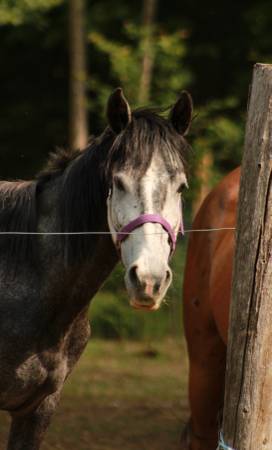 4yr old gray mare mustang (Rothbury)63910107274754122