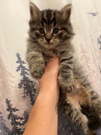 Lon haired kittens63847368733571123