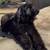 Rehoming Bernedoodles 13 thumbnail
