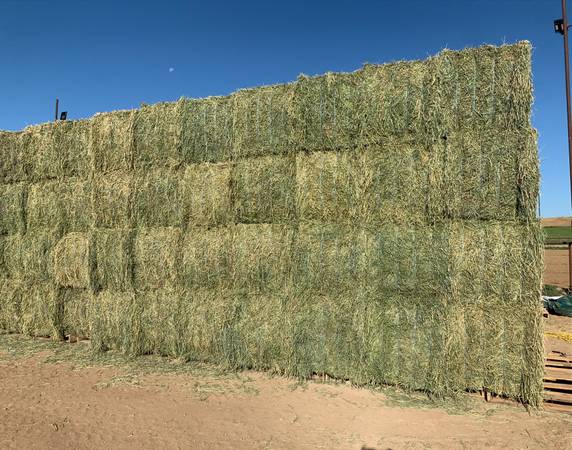 Excellent Quality Hay 2025 1