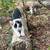 Kittens to new home 2 thumbnail