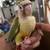 Conures 4 thumbnail