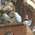Finches 1 thumbnail