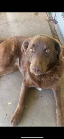 2 year old chocolate lab seeks farm to run63852007206787121