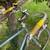 Capricorn road bike.  Custom made in Minneapolis 2 thumbnail