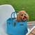 Looking for Bichon Frise 2 thumbnail