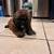 Shi Tzu Puppies for sale 6 thumbnail