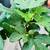 Large Fig tree with fruits 4 thumbnail