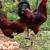 Local Free Range Roosters for Meat or Breeding 1 thumbnail