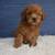 Cavapoos 1 thumbnail
