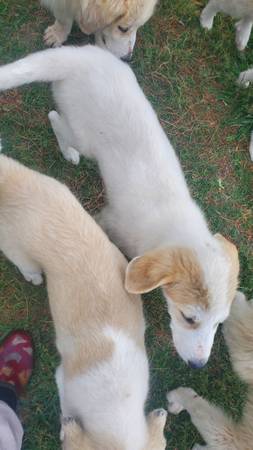 Livestock guardian puppies-$15063897334752131120