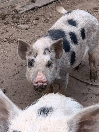 Kunekune Piglets 1