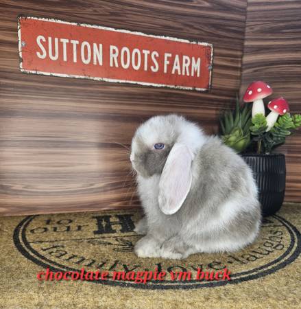 Conejos Holland Lop, mini rex, rex (Henderson, KY)63352074269057121