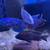 Lake Malawi African cichlids 1 thumbnail