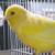Song birds, canaries, java finch &  gouldians to re-home 8 thumbnail