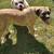 Cane corso - $1,500 OR BEST OFFER (for sale) 8 thumbnail