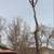 💥TOP-RATED TREE SERVICE 💥 Sacramento • Trimming • Removal •Tree Care 22 thumbnail