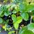 Large Strawberry plant 1 thumbnail